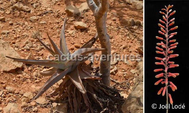 Aloe perryi Hamaderoh-Homhil Socotra JL DSC 0217